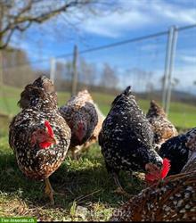 Bruteier / Küken Schwedische Blumenhühner zu verkaufen