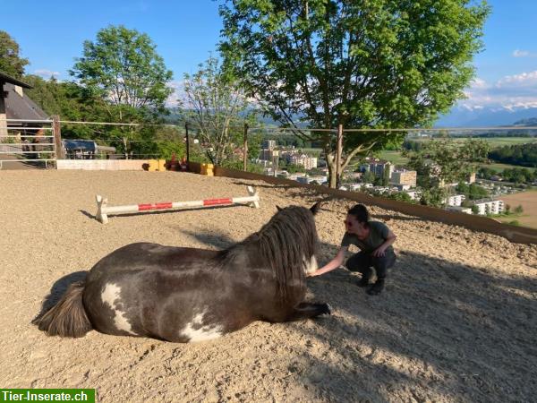 Reitbeteiligung auf sportlicher Tinker Stute in Riggisberg BE