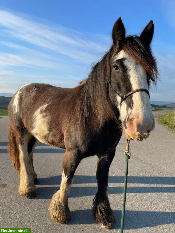 Bild 3: Reitbeteiligung auf sportlicher Tinker Stute in Riggisberg BE