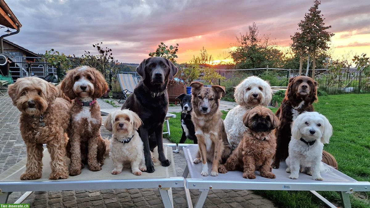 Hundebetreuung FBA Praktikumsstelle in Hundetagesstätte