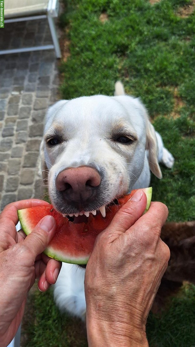 Bild 4: Hundebetreuung FBA Praktikumsstelle in Hundetagesstätte