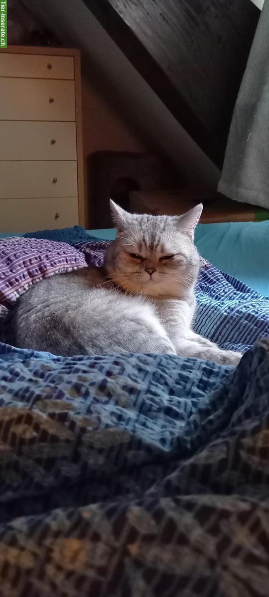 Bild 4: Deckkater Britisch Kurzhaar, silver-tabby