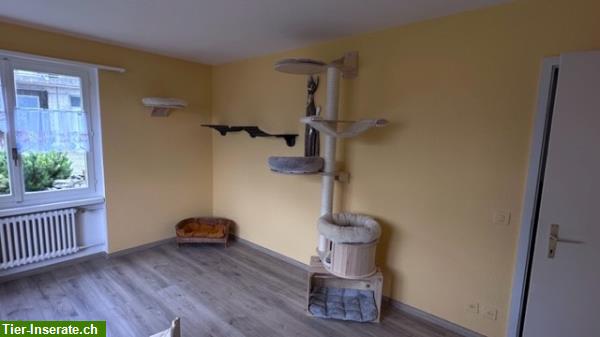Bild 3: Neueröffnung Ferienpension & Katzenbetreuung / Katzenhotel in Uttigen BE