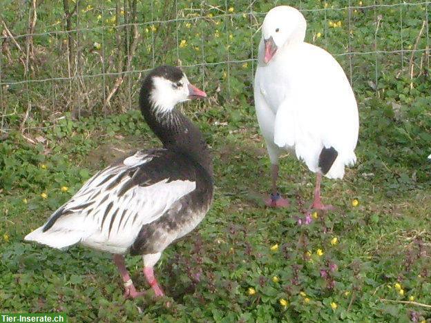 Ziergänse aus Hobbyzucht