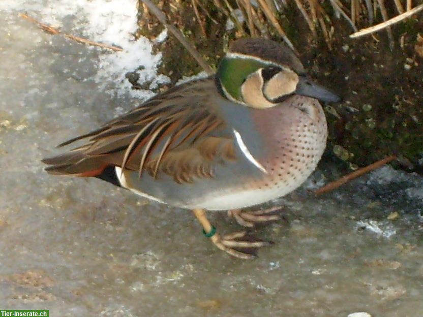 Bild 3: Ziergänse aus Hobbyzucht