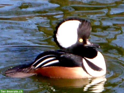 Bild 4: Ziergänse aus Hobbyzucht