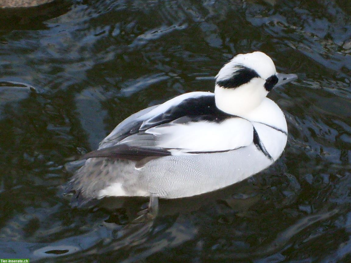 Bild 5: Ziergänse aus Hobbyzucht