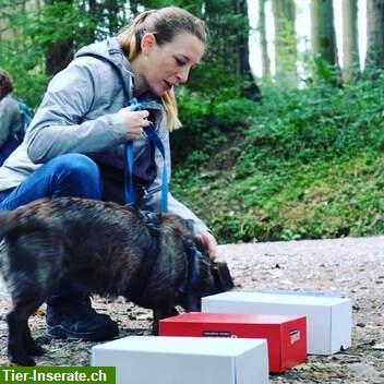 Bild 2: Freie Plätze Gruppenkurse Hundeschule Good for Dogs