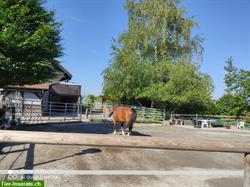 Offenstallplatz frei für Pferd oder Pony/Shetty