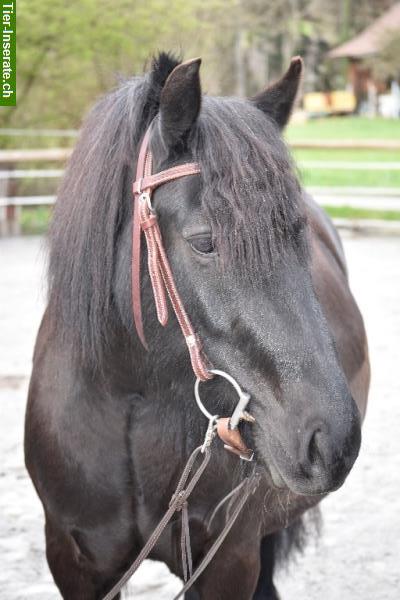 Reitbeteiligung für Fribi Wallach, ZH-Oberland