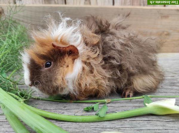 Lunkarya Meerschweinchen reinrassig zu verkaufen