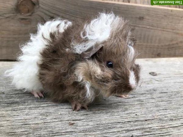 Bild 2: Lunkarya Meerschweinchen reinrassig zu verkaufen