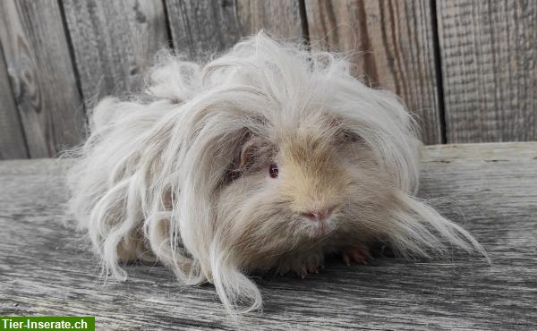 Bild 6: Lunkarya Meerschweinchen reinrassig zu verkaufen