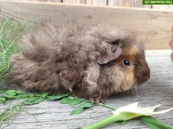 Bild 7: Lunkarya Meerschweinchen reinrassig zu verkaufen