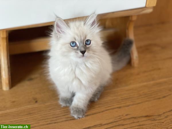 Bild 3: Neva Masquarade Kätzchen / Kitten zu verkaufen