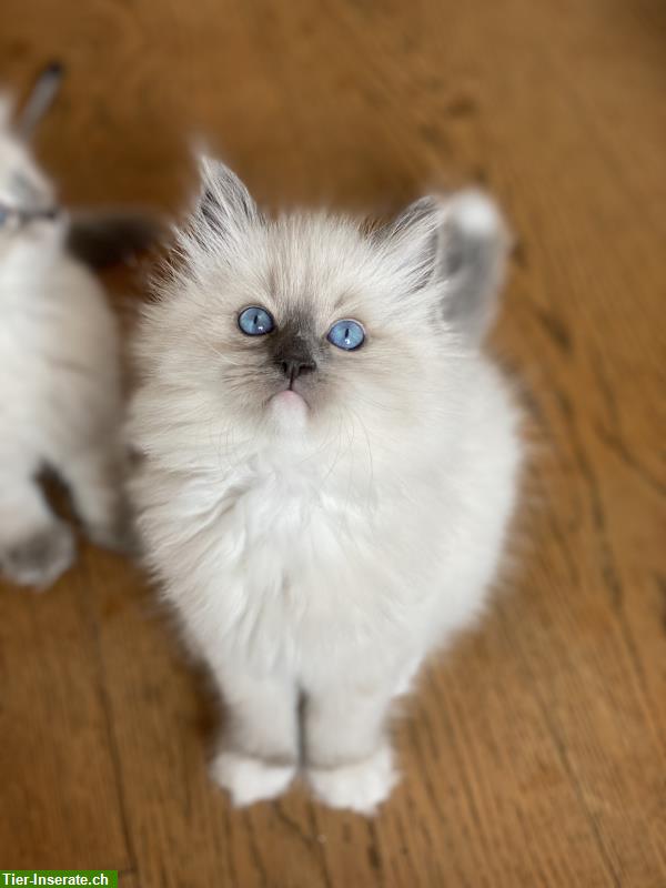 Bild 9: Neva Masquarade Kätzchen / Kitten zu verkaufen