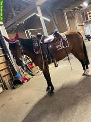 Reitbeteiligung für 8-jährige CH-Sportpony Stute