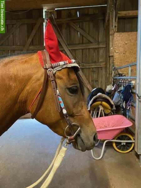 Bild 2: Reitbeteiligung für 8-jährige CH-Sportpony Stute