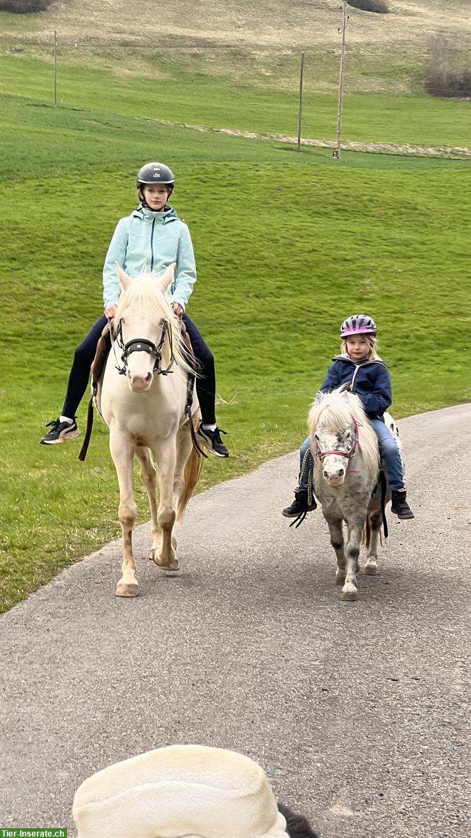 Bild 2: Reitstunden und Ponynachmittage in Erlinsbach SO