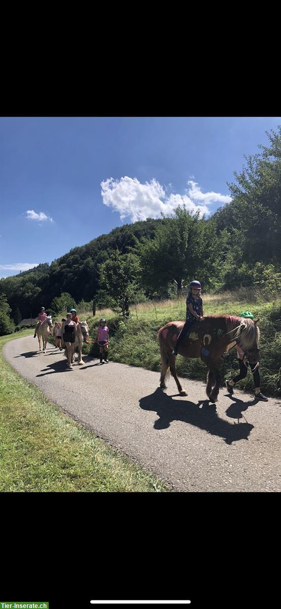 Bild 3: Reitstunden und Ponynachmittage in Erlinsbach SO