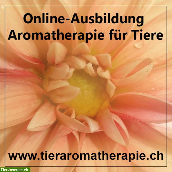 Ausbildung Tieraromatherapie, Schwerpunkt Pferde und Hunde