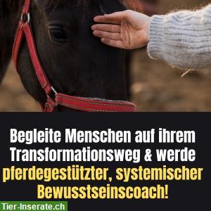 Praxisausbildung zum zert. Integralhorse® Bewusstseinscoach