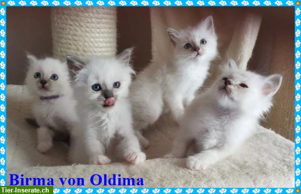 Birma Kitten aus registrierter Hobbyzucht in Nordrhein-Westfale