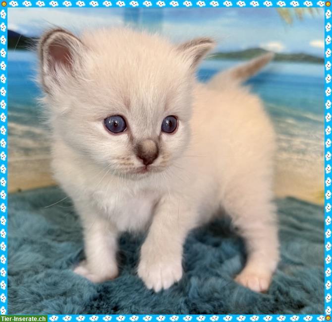 Bild 10: Birma Kitten aus registrierter Hobbyzucht in Nordrhein-Westfale
