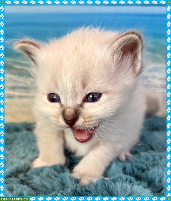 Bild 7: Birma Kitten aus registrierter Hobbyzucht in Nordrhein-Westfale