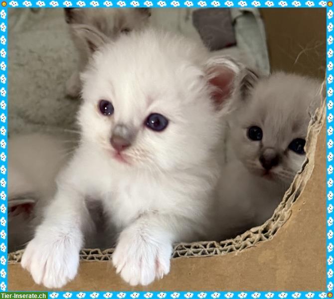 Bild 8: Birma Kitten aus registrierter Hobbyzucht in Nordrhein-Westfale