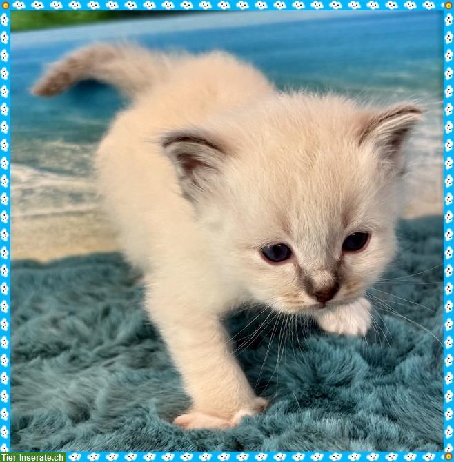 Bild 9: Birma Kitten aus registrierter Hobbyzucht in Nordrhein-Westfale