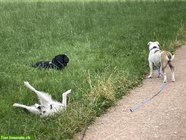 Bild 5: Hundespazierdienst mit Bewilligung vom Veterinäramt