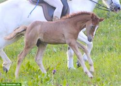 Mehrere Pferde: Connemara Ponys, auch Fohlen günstig zu verkaufen
