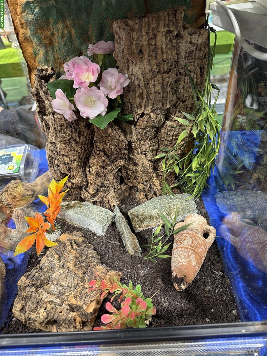 Bild 10: Volleingerichtetes Spinnenterrarium aus Glas