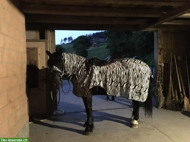 Bild 2: Zebra Fliegen-/Ausreitdecke 165cm