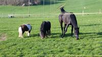 Pferdestall gesucht für Kleinpferd, Ponys 3er-Gruppe