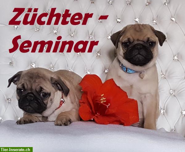 Seminar zur Hundegeburt, Vorbereitung Geburt Hund für Züchter