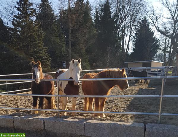 Bild 3: Reiten lernen für Kinder - Hippolini