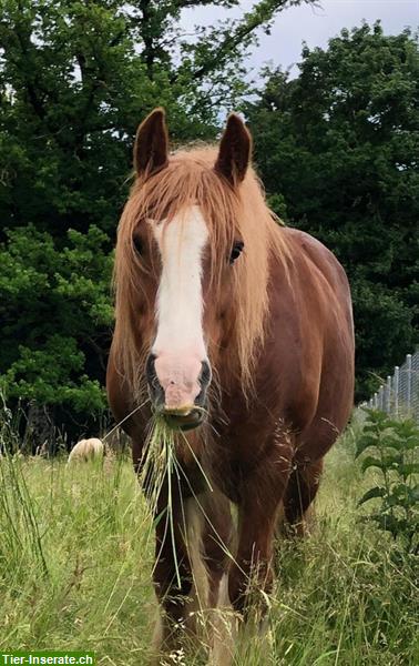 Bild 4: Reiten lernen für Kinder - Hippolini