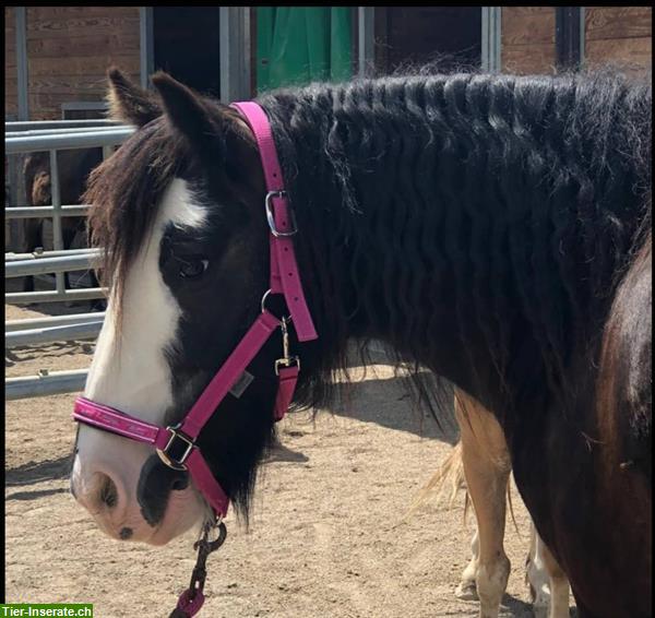 Bild 5: Reiten lernen für Kinder - Hippolini