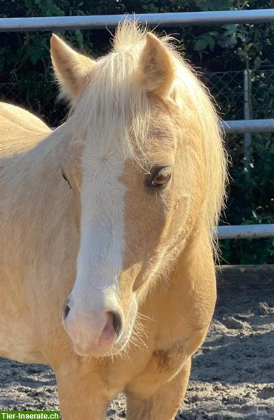 Bild 6: Reiten lernen für Kinder - Hippolini