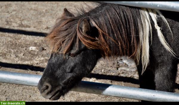 Bild 7: Reiten lernen für Kinder - Hippolini