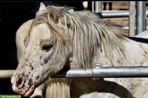 Bild 8: Reiten lernen für Kinder - Hippolini