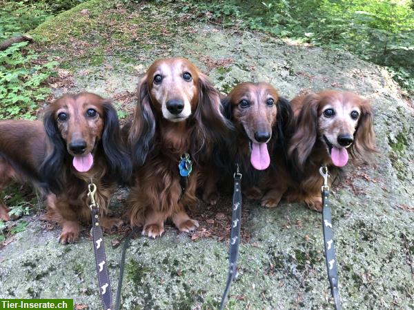 Bild 3: Hundetagesbetreuung, Spazierdienst & Kleintier Ferienbetreuung bei Ihnen zuhause