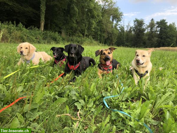 Bild 5: Hundetagesbetreuung, Spazierdienst & Kleintier Ferienbetreuung bei Ihnen zuhause