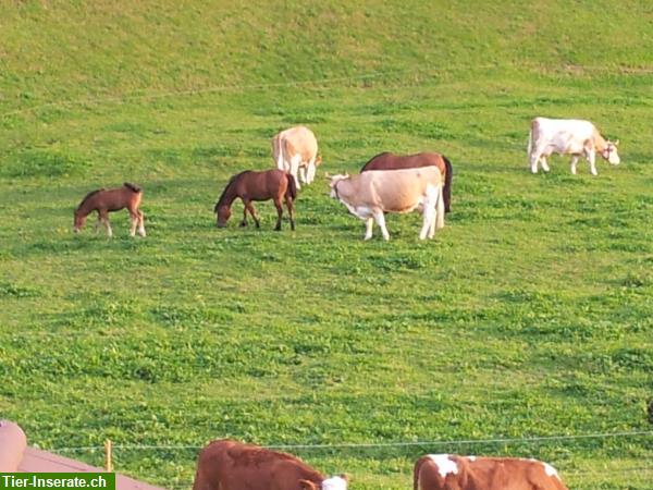 Bild 1: Mithilfe gesucht auf Bauernhof mit Milchkühe und Pferde