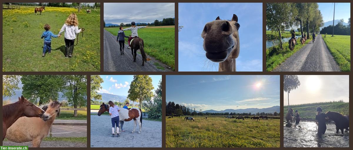 Reitbeteiligungen, Reitstunden im SG-Rheintal