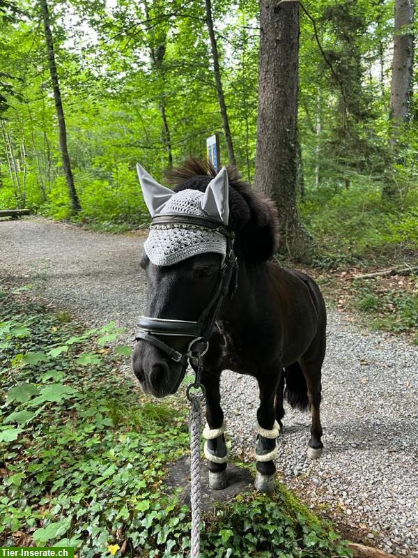 Pflegepony zum Spazieren, Longieren und Velo & Sulky fahren