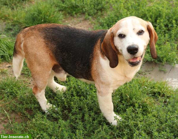 Bild 1: Samu, der lebensfreudige Beagle Rüde, ca. 7-jährig