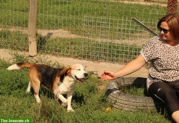 Bild 3: Samu, der lebensfreudige Beagle Rüde, ca. 7.5-jährig